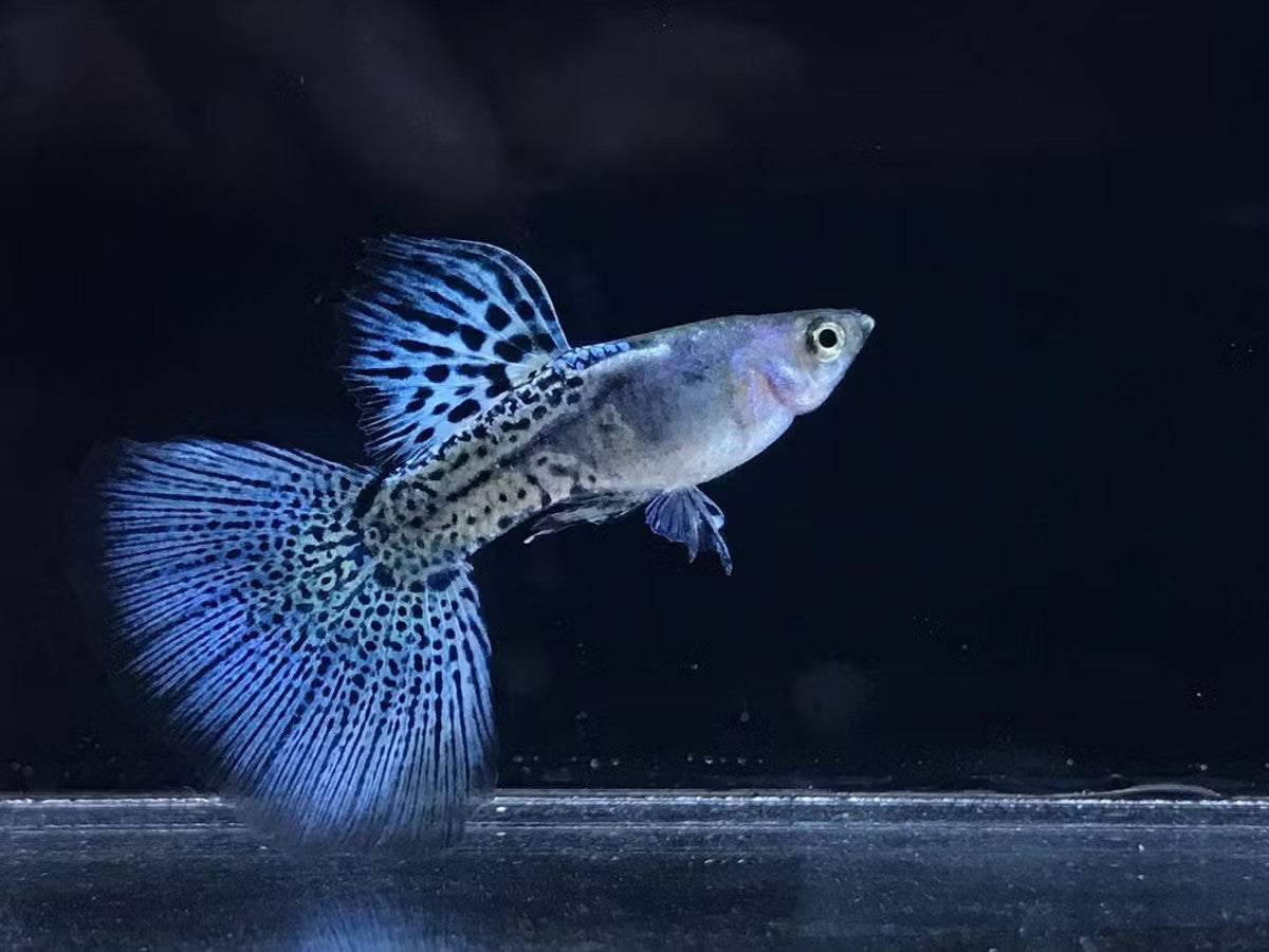 سمك جوبي ميكس ذكر 3 سم