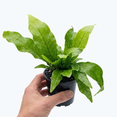 Crocodile Fern Plant (Terrarium)