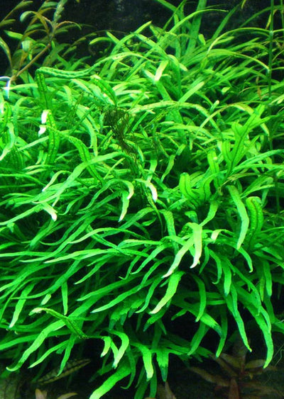 TROPICA Microsorum pteropus 'Trident'