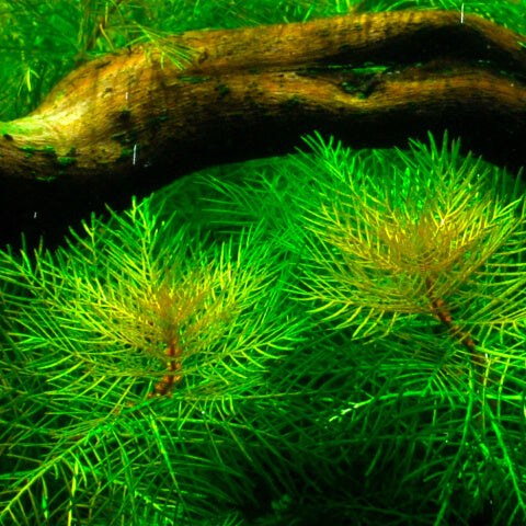 Myriophyllum Scabratum Pot Plant