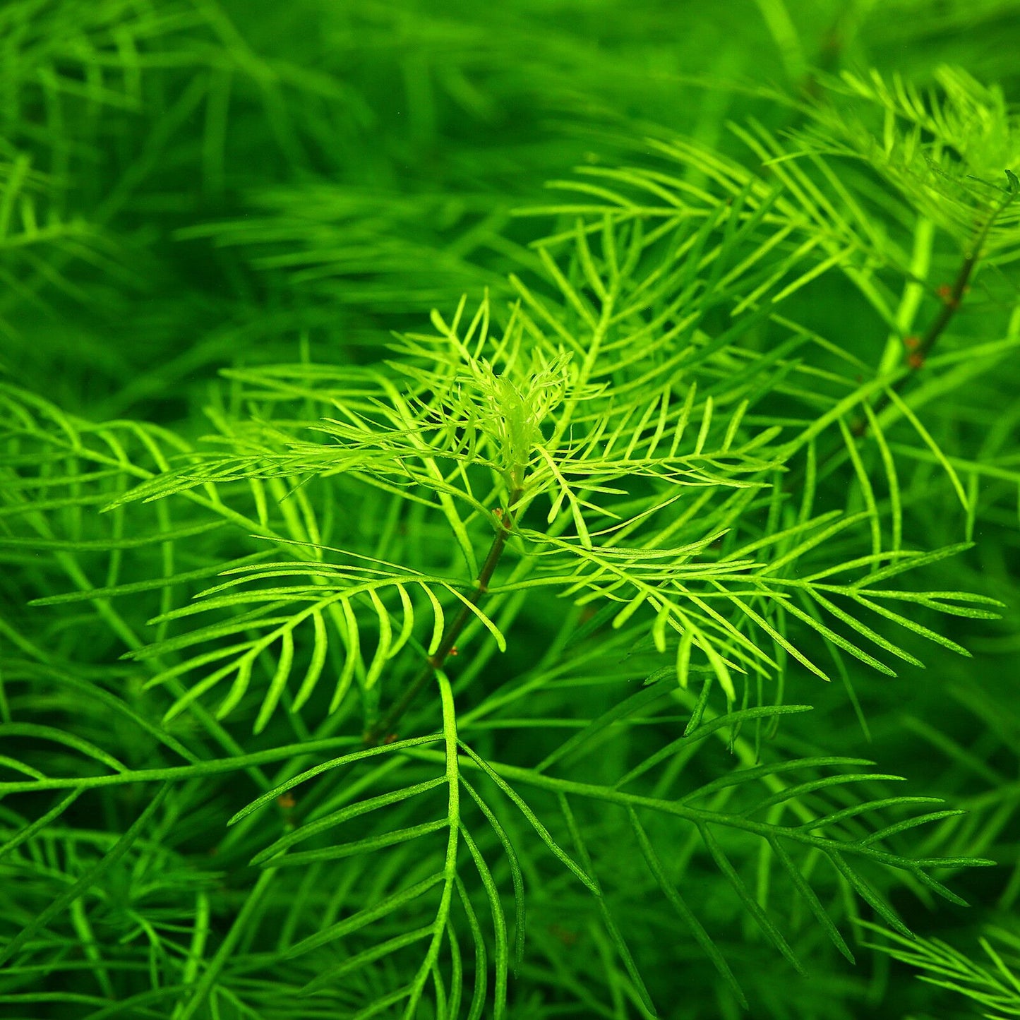 Myriophyllum Aquatica Pot Plant