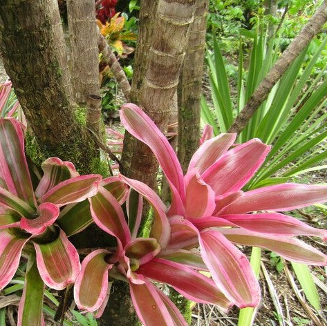 Rosy FireBall Plant (Terrarium)