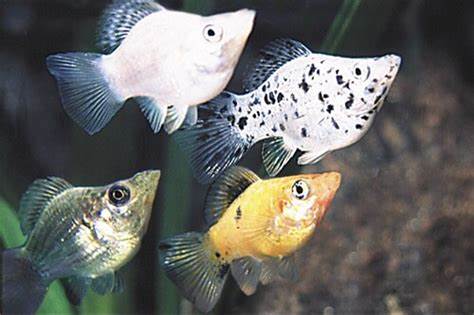 BALLOON MOLLY MIX