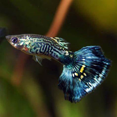 Purple King Cobra Guppy Pair