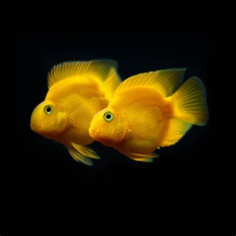 PARROT FISH
