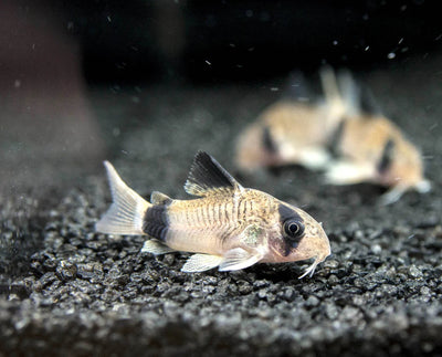 Panda Corydoras 3PCS Combo Deal