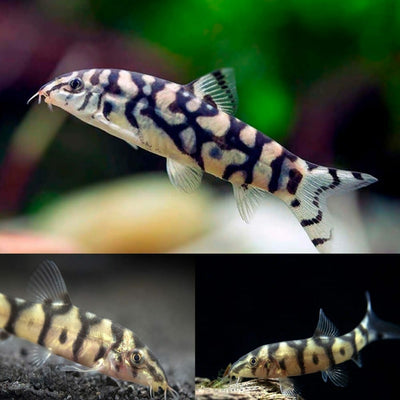 Yoyo Loach 2PCS Combo Deal (Small)