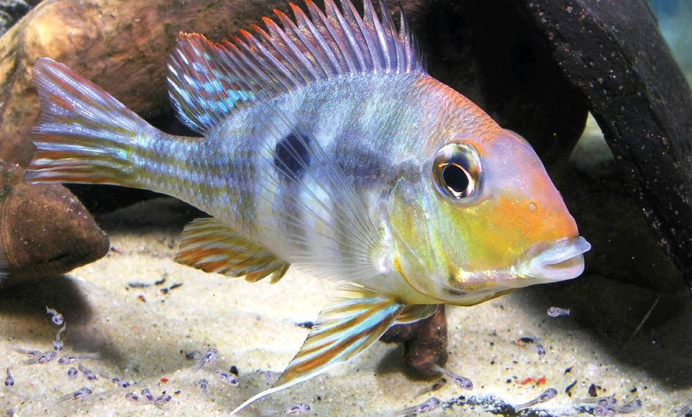 GEOPHAGUS RED HEAD 9-10cm