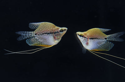 PEARL BALOON GOURAMI 3.5-5cm