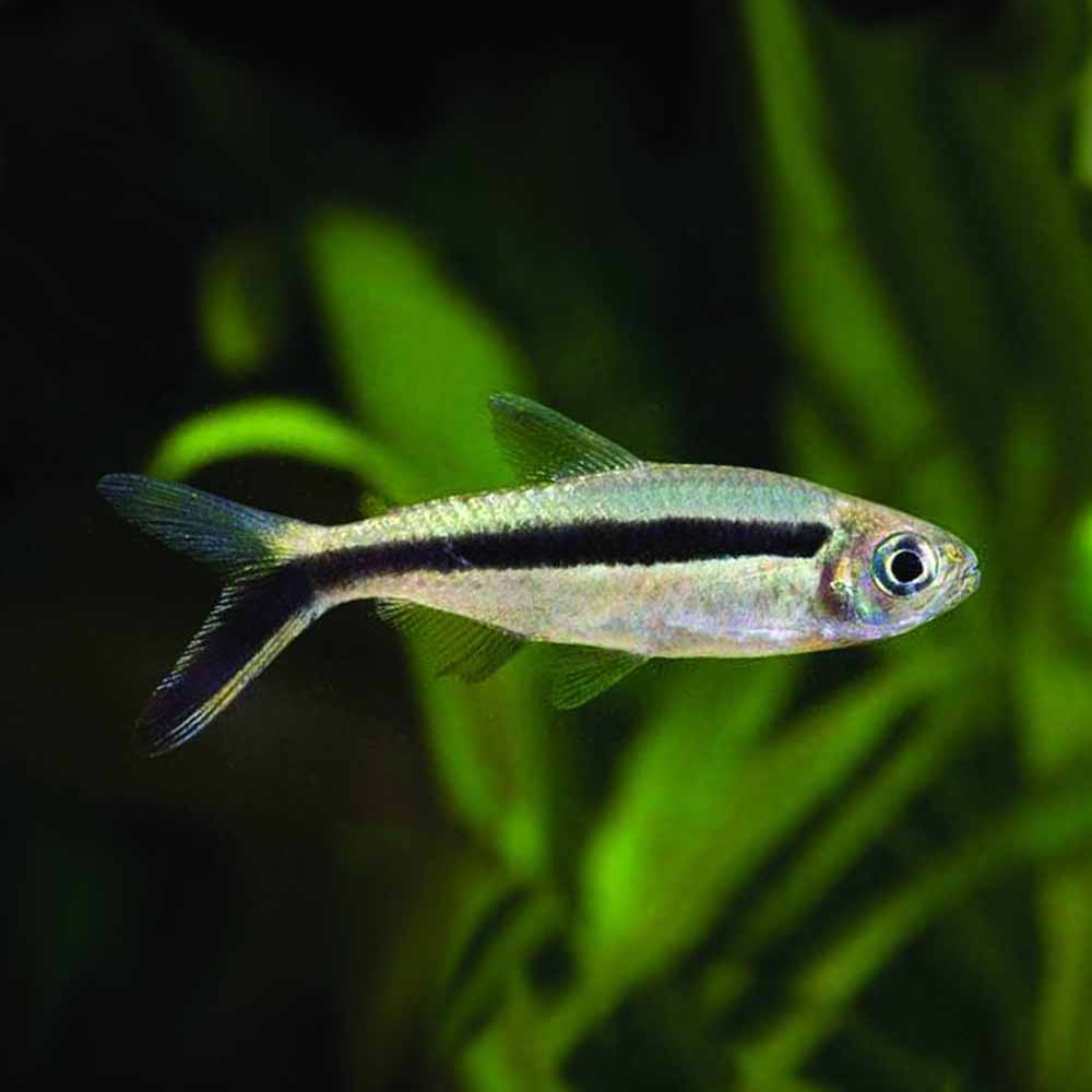 PENGUIN TETRA 3cm