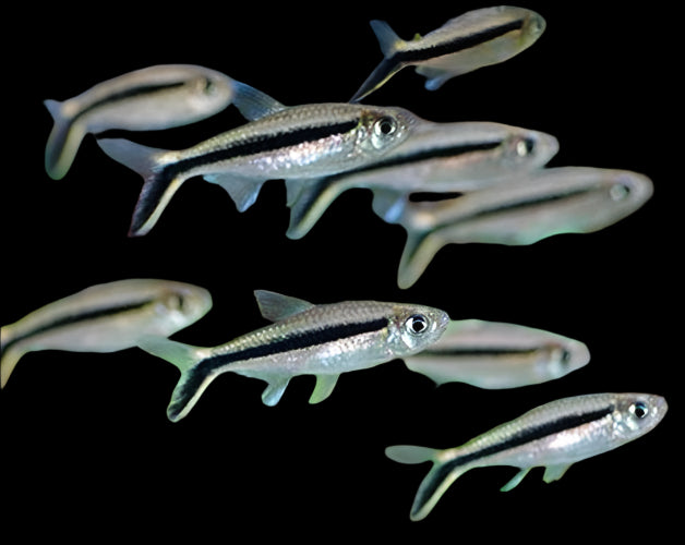 Penguin Tetra 3PCS Combo Deal