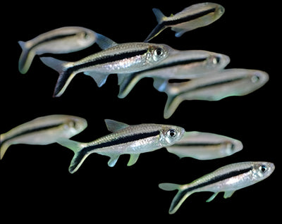 Penguin Tetra 3PCS Combo Deal