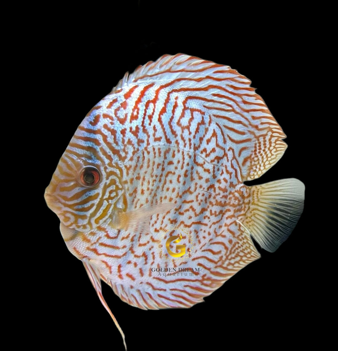 Discus Fish Mix 10cm
