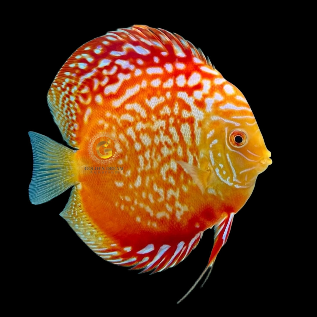 Discus Fish Mix 10cm
