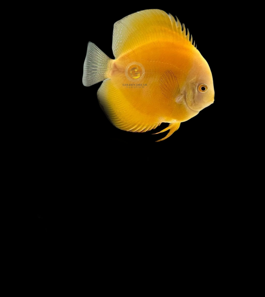 Discus Fish Mix 10cm