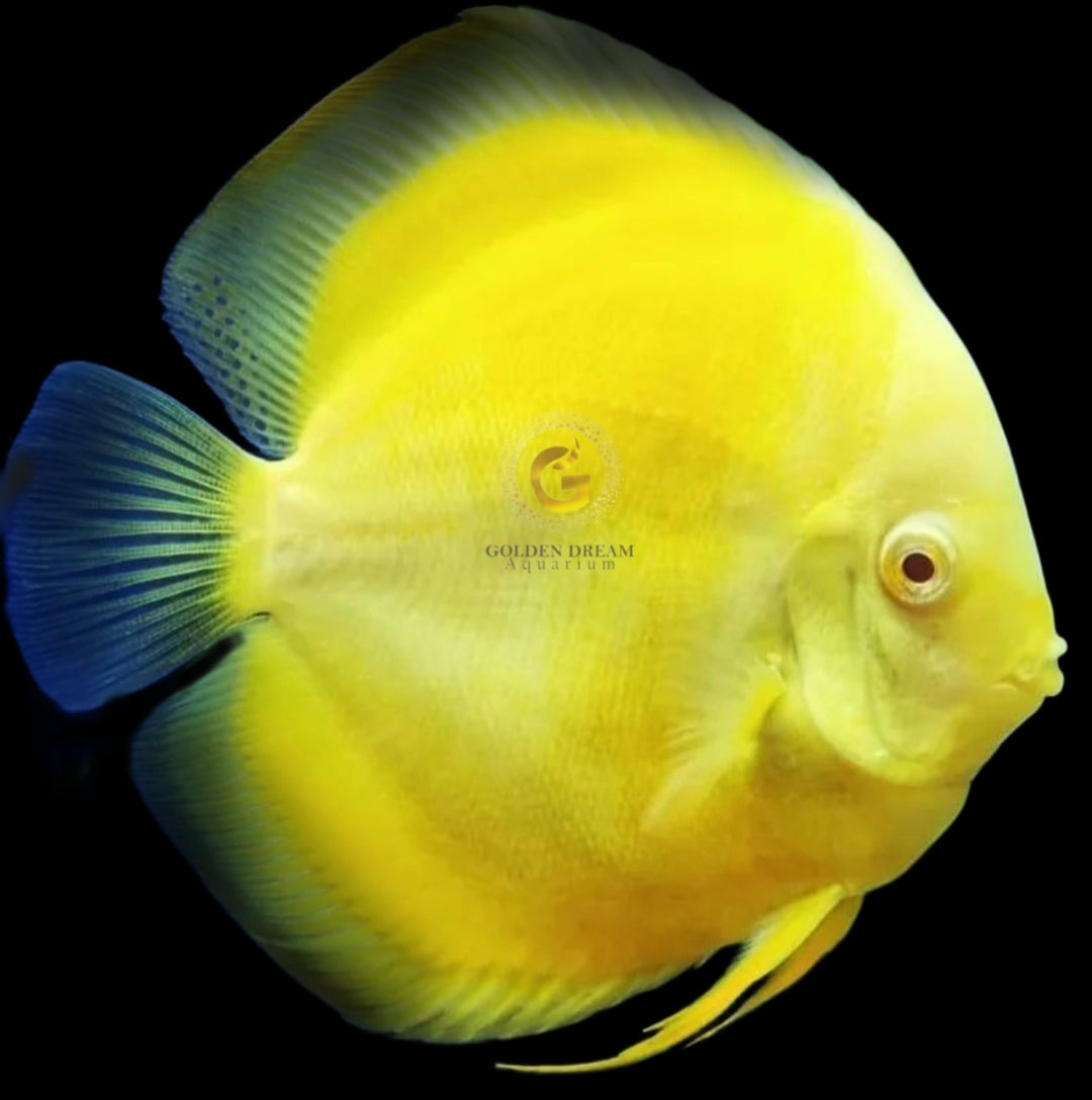 Discus Fish Mix 10cm