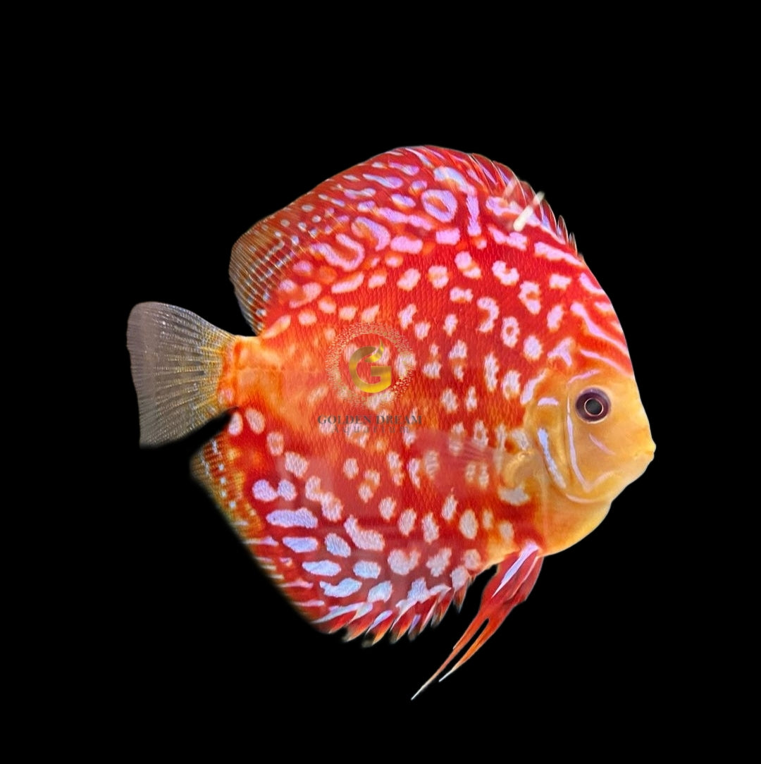 Discus Fish Mix 10cm