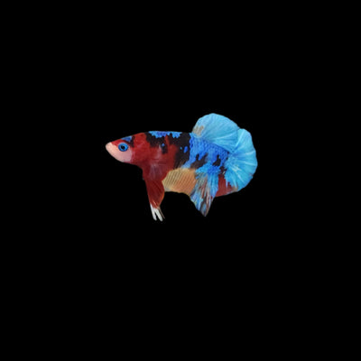 كوي بلاكات ذكر بيتا فيش