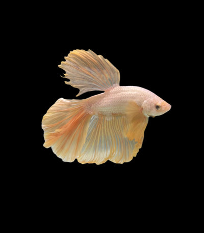 HALFMOON YELLOW BETTA