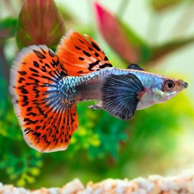 Platinum Dumbo Guppy Male 4PCS Combo Deal