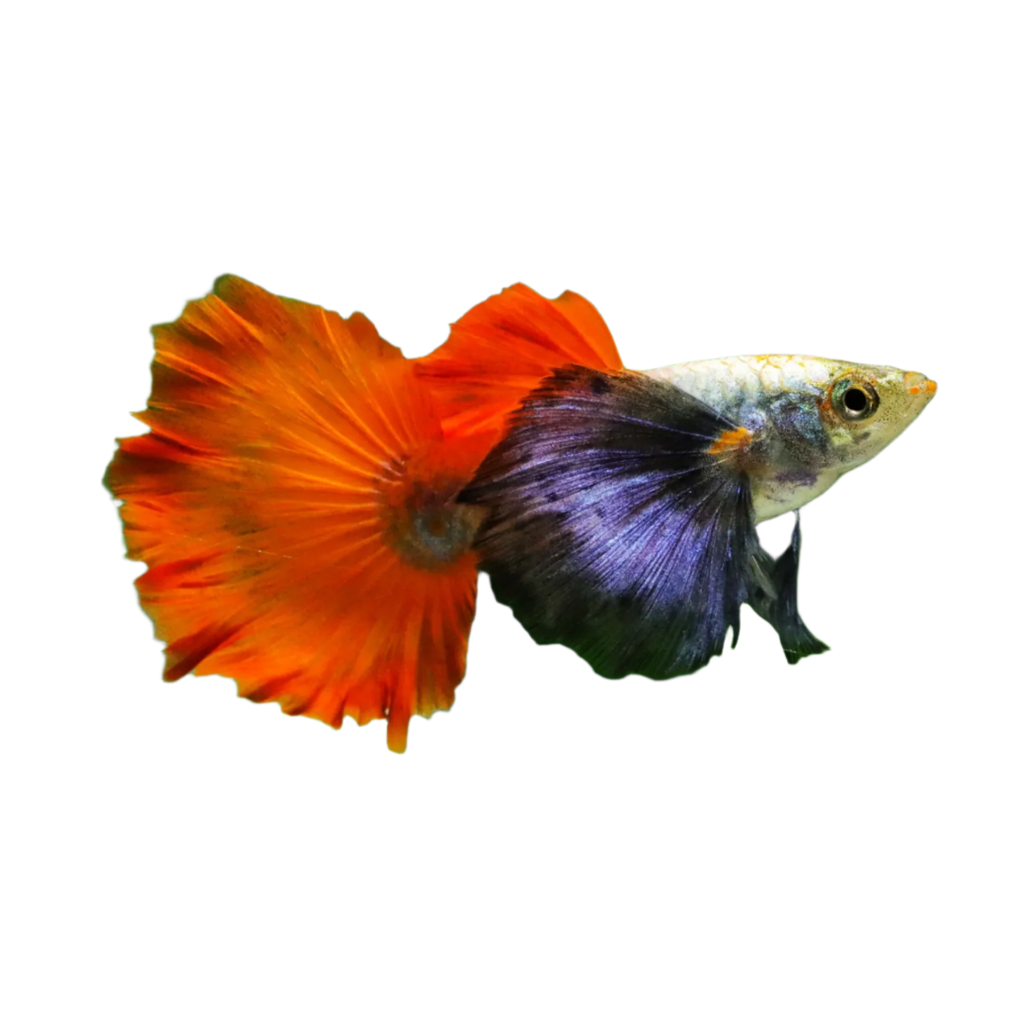 DUMBO EAR RED TAIL SPECIAL GUPPY PAIR