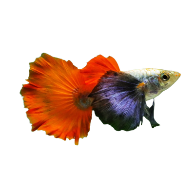 DUMBO EAR RED TAIL SPECIAL GUPPY PAIR