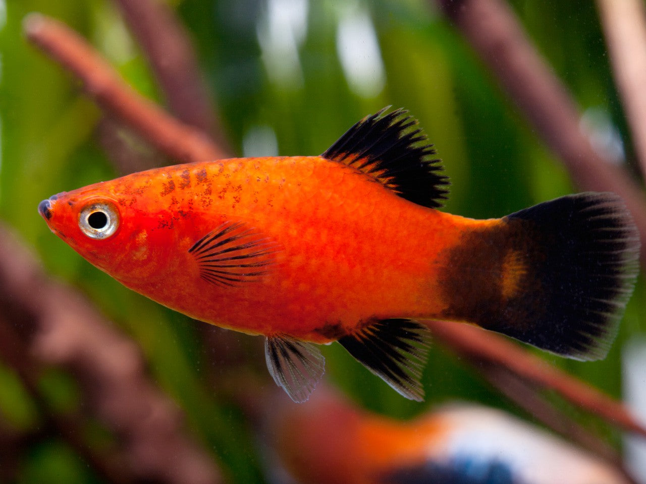 PLATY FISH MIX