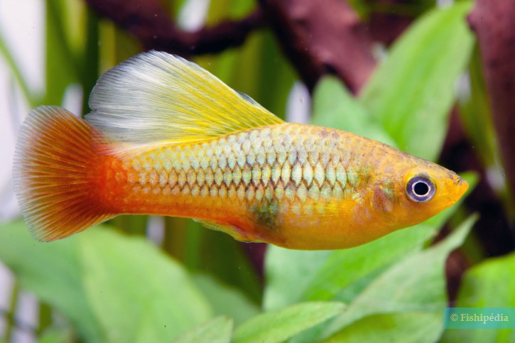 PLATY FISH MIX