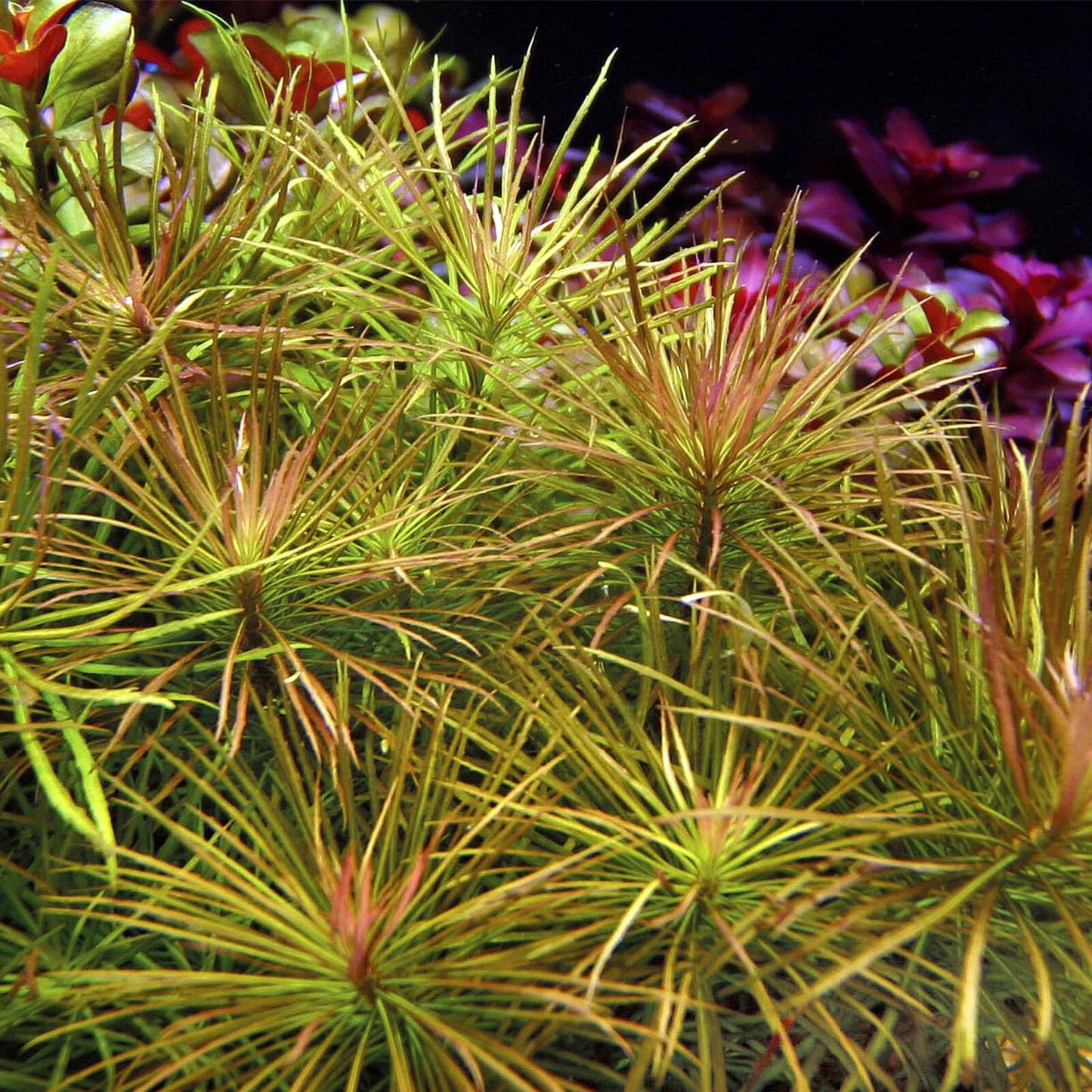Pogostemon Stellatus Pot Plant