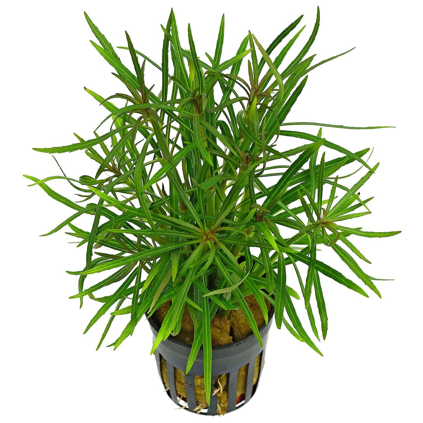Pogostemon Stellatus Pot Plant