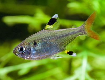 X-ray Pristella Tera