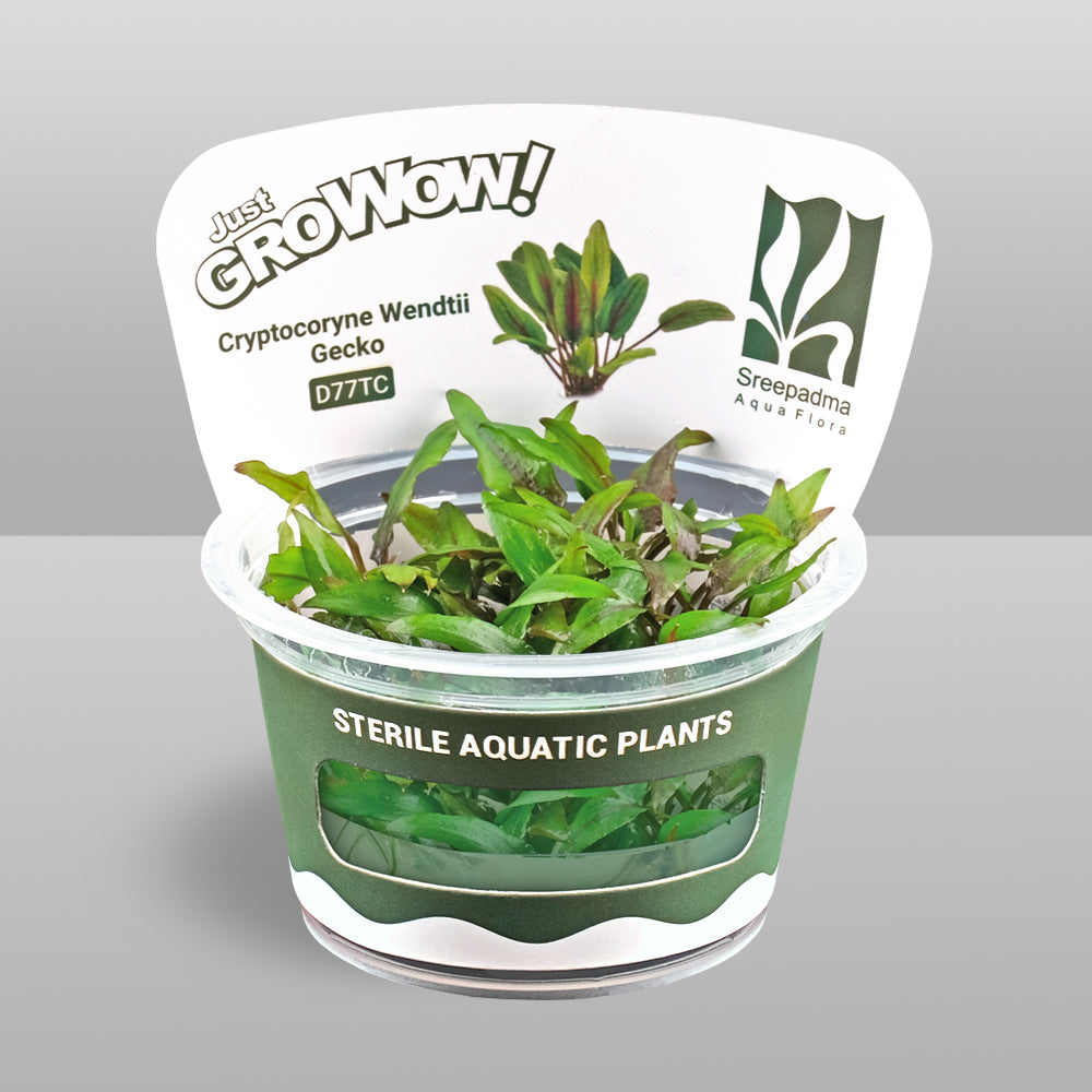 Growow Cryptocoryne Wendtii Gecko