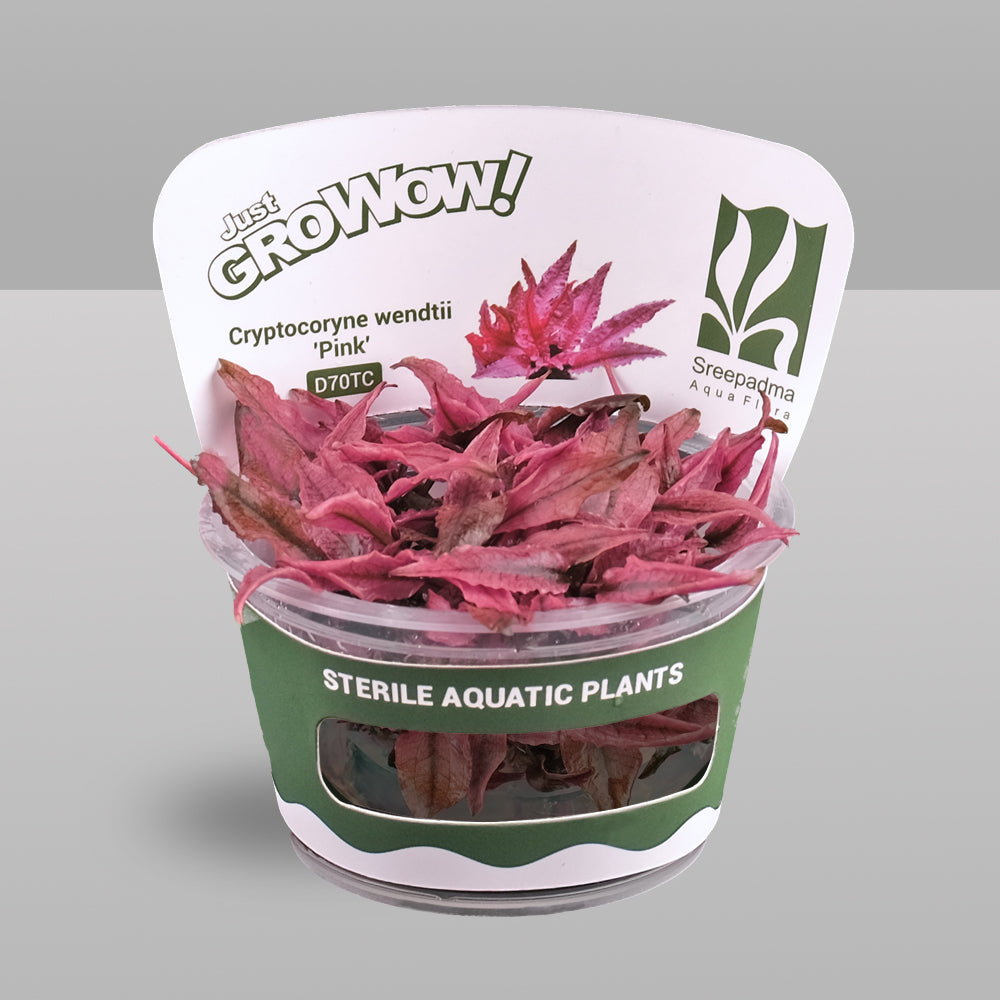 Growow Cryptocoryne wendtii 'Pink'