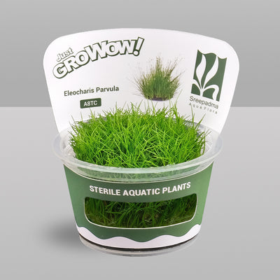 Growow Eleocharis Parvula