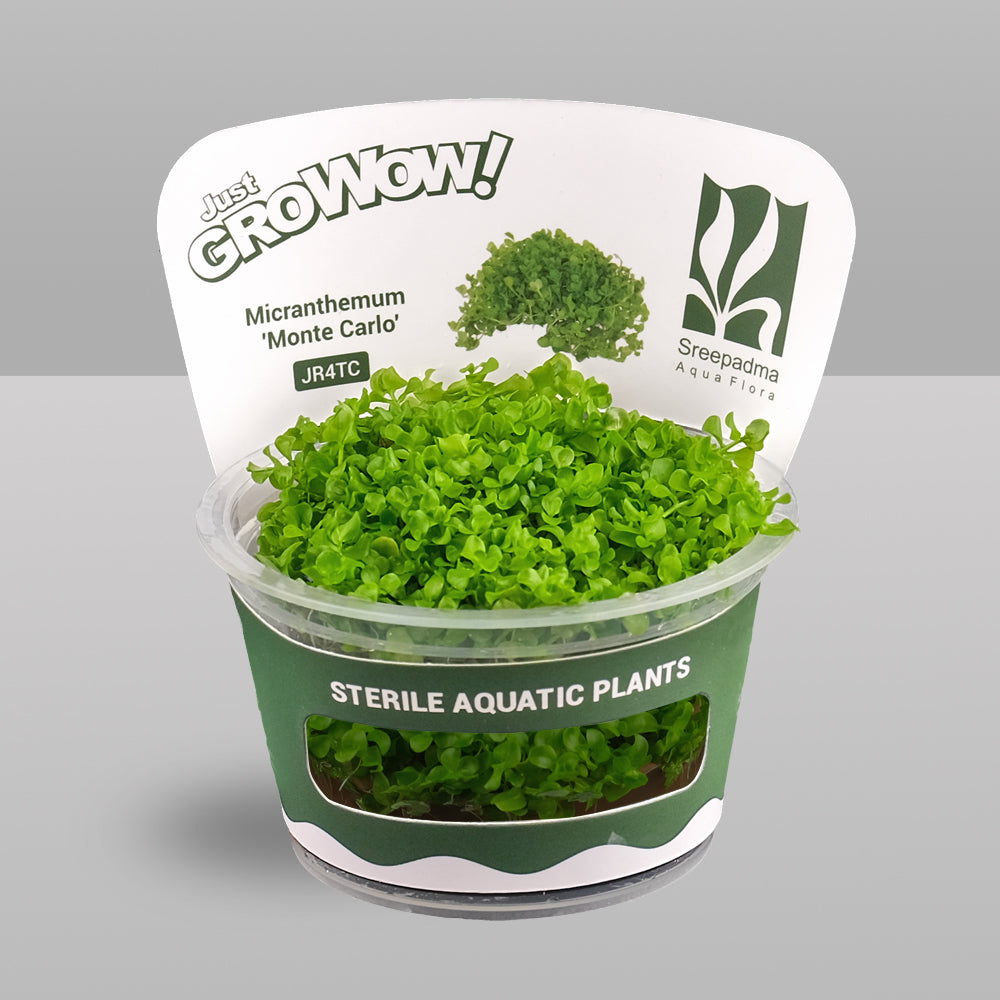 Growow Micranthemum 'Monte Carlo'