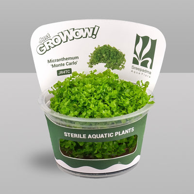Growow Micranthemum 'Monte Carlo'