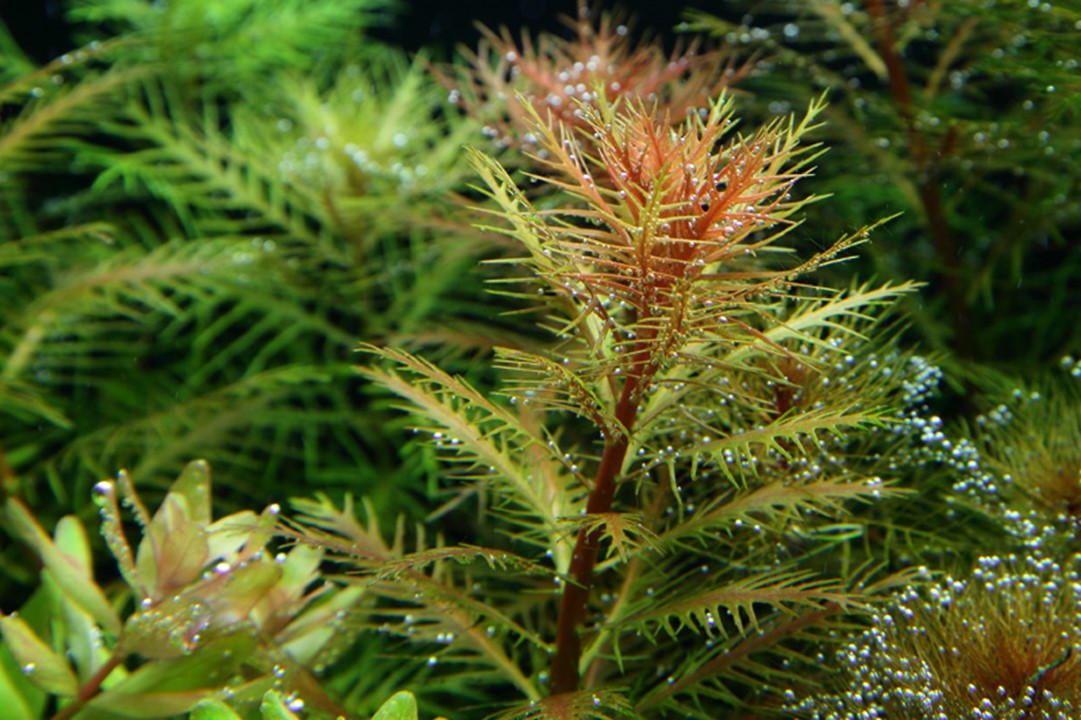 TROPICA PROSERPINACA PALUSTRIS 'Cuba'