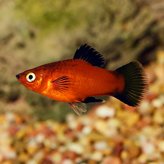 PLATY FISH MIX
