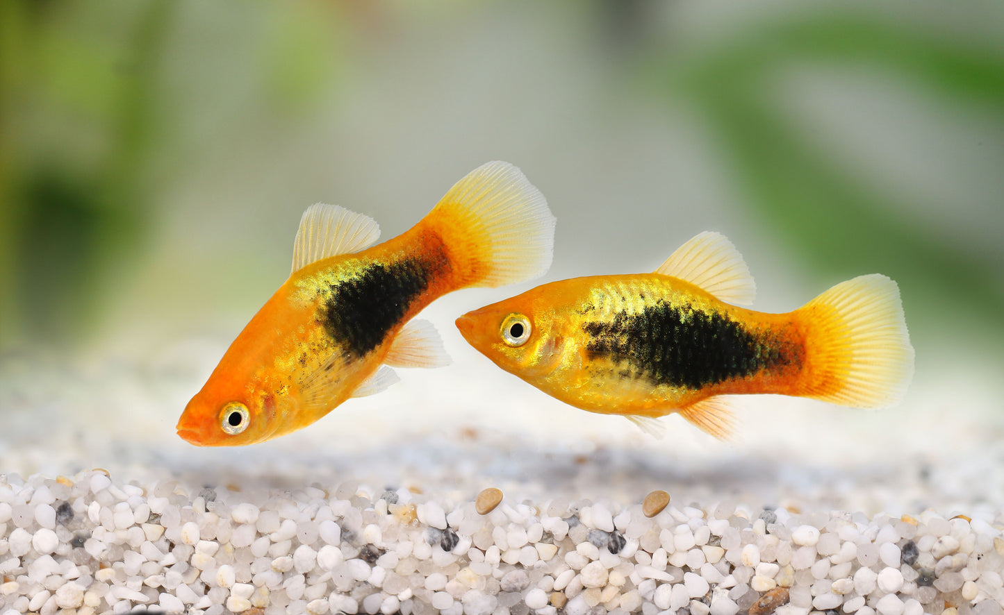 PLATY FISH MIX