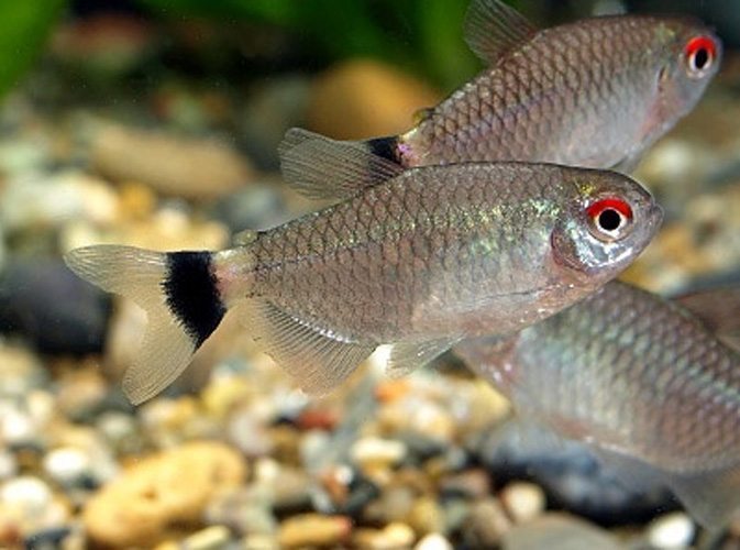 Red Eye Tetra 3PCS Combo Deal