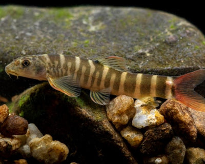 Red Tailed Zebra Loach