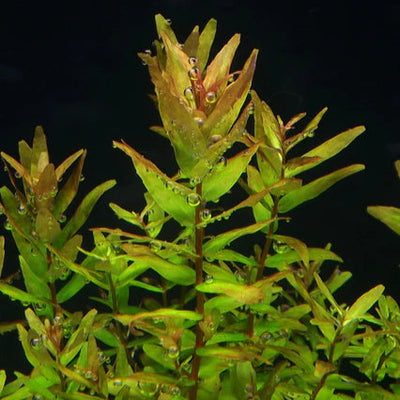 Rotala Macrandra Pot Plant