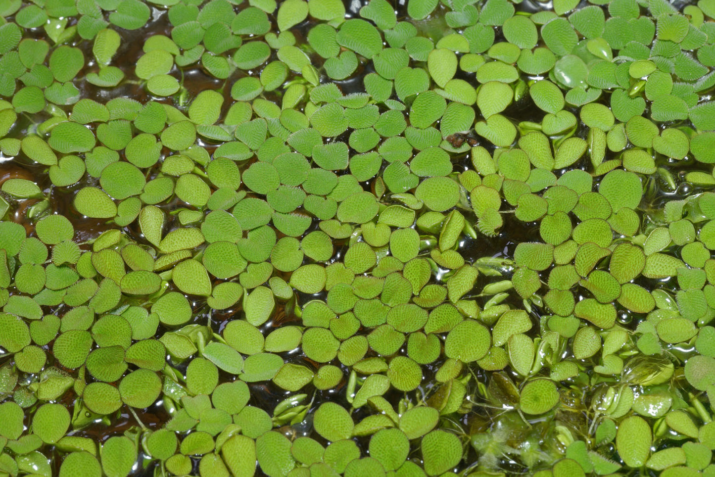 SALVINIA FLOATING PLANT IN PACKET
