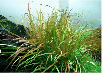 Blyxa Aubertii Pot Plant