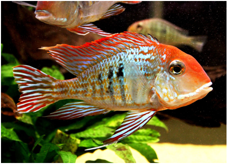 GEOPHAGUS RED HEAD 9-10cm