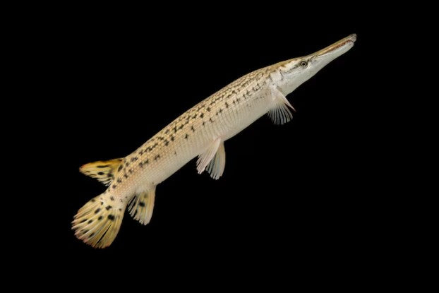 Alligator Gar Fish 25CM