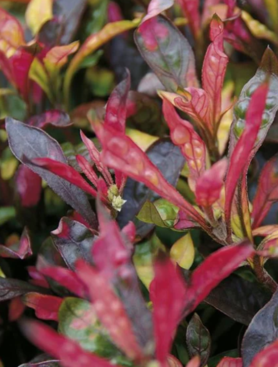 Alternanthera Bettzickiana Red Pot Plant