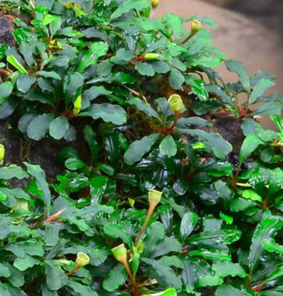 Bucephalandra 'Pygmy'