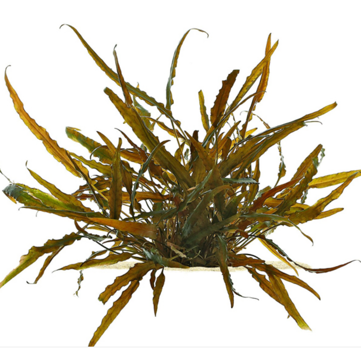 Cryptocoryne axelrodi