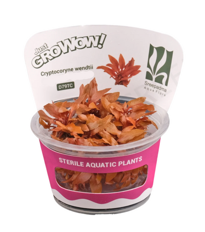 Cryptocoryne wendtii 'Brown